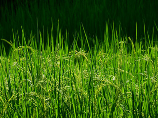 rice seed in field