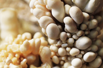 calcite stalactite mineral texture