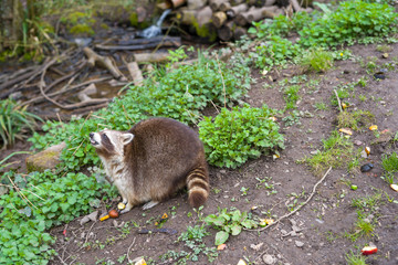 Raccoon for a meal