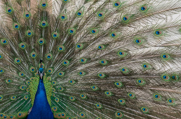 Naklejka premium pfau