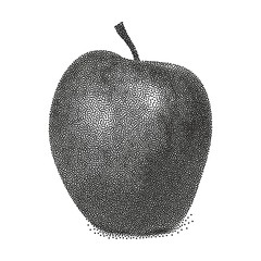 Graphic black and white apple. Vector stylized apple isolated on white background. Stipple vector apple illustration. Apple in stippling technique.