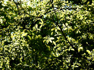 spring leaf of tree with sunny in forest