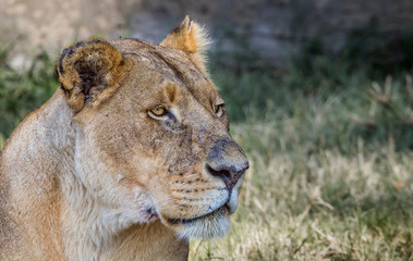 Lion South Africa
