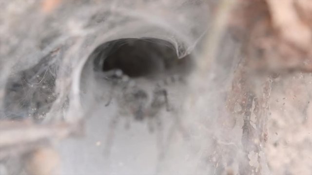 A spider found in low land forests with snare of web on the ground designed like a funnel tapered from wide to a narrow tunnel in which it will bring its prey deep inside; it is an agile hunter.
