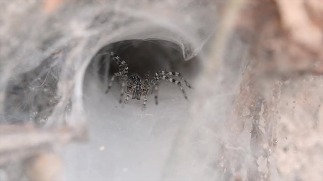 A spider found in low land forests with snare of web on the ground designed like a funnel tapered from wide to a narrow tunnel in which it will bring its prey deep inside; it is an agile hunter.
