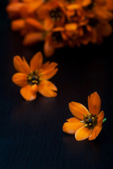 Obraz na płótnie Canvas Orange ornithogalum flowers.