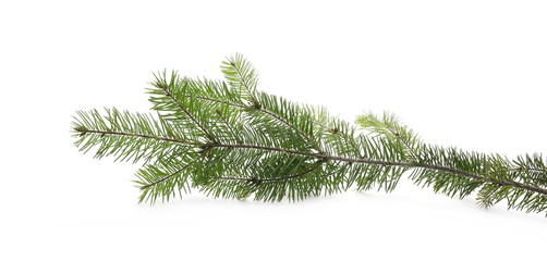 Pine branch isolated on white background