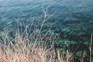 Winter plant against the sea