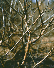 Branches in morning light