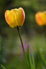 Blühende Tulpen (Tulipa)