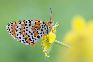 Farfalla sul fiore (Melitaea didyma)