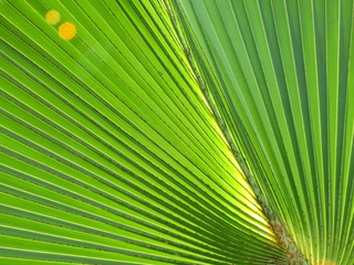 Obraz premium green palm leaf texture