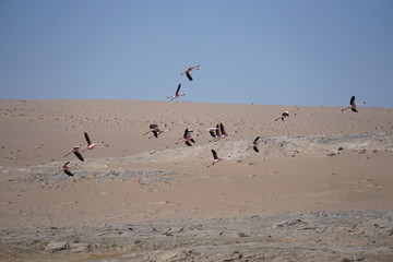 Desert Flamingos
