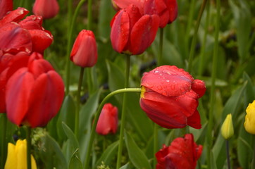Obraz premium red tulips in the garden
