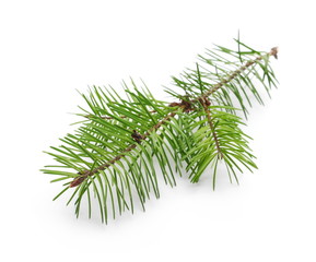 Pine branch isolated on white background