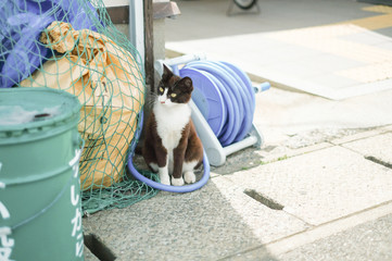 相島の野良猫