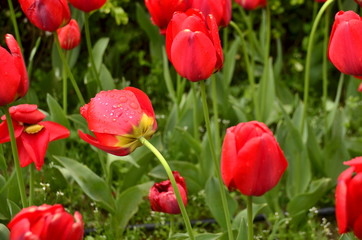 Obraz premium red tulips in the garden