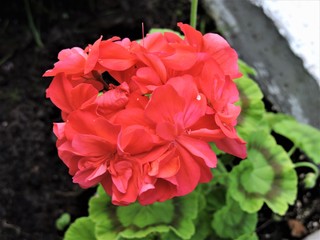 Red geranium in the garden