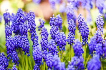 Fototapeta premium Blooming spring purple muscari flowers.