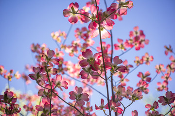 Pink dogwood flowers blooming in the Spring