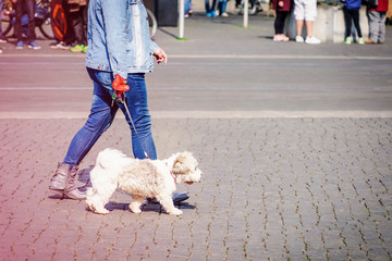 Woman with small white dog on a walk in an city street. Copy space