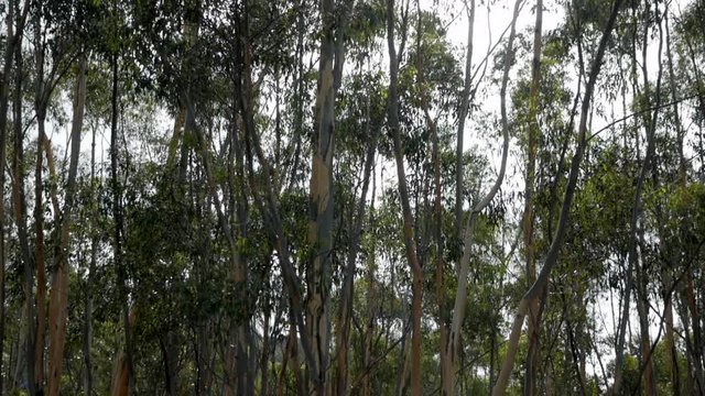 Young plantation of indigenous gum trees at the You Yangs National Park, Victoria Australia. PAN UP SHOT.