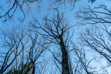Branches and crowns of trees against a blue sky in daylight. Spring landscape of trees. Crown of trees against the sky in early spring.