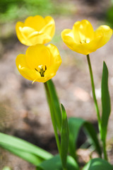 Blooming yellow tulips in the garden.