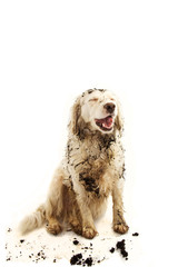 HAPPY DIRTY DOG. FUNNY MUDDY PUPPY  MAKING A FACE AFTER PLAY INA MUD PUDDLE. ISOLATED STUDIO SHOT AGAINST WHITE BACKGROUND.