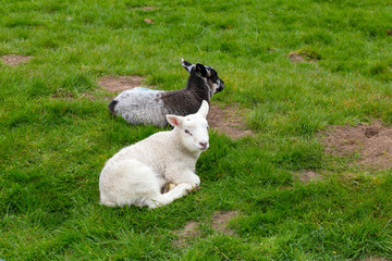 Fototapeta premium Lambs lying in grass, spring new born