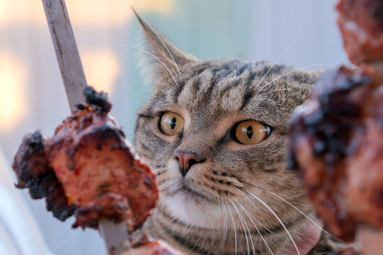 Hungry tabby cat looks at meat. Barbecue season. Cat and meat.