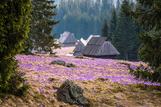 Fototapeta Dolina Chochołowska 