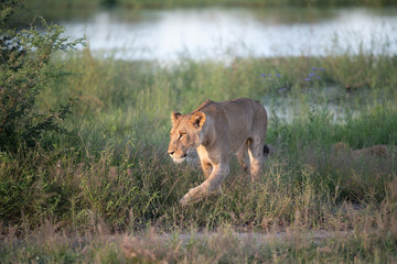 Beautiful Lion Caesar in the golden grass of Masai Mara, Kenya Panthera Leo.