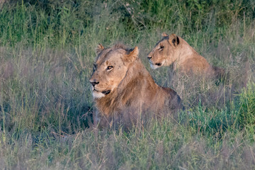 Beautiful Lion Caesar in the golden grass of Masai Mara, Kenya Panthera Leo.
