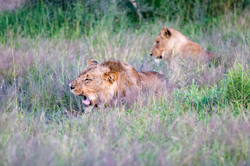 Beautiful Lion Caesar in the golden grass of Masai Mara, Kenya Panthera Leo.