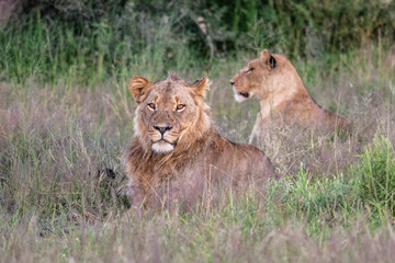 Beautiful Lion Caesar in the golden grass of Masai Mara, Kenya Panthera Leo.