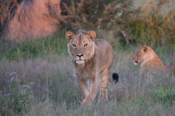 Naklejka na ściany i meble Beautiful Lion Caesar in the golden grass of Masai Mara, Kenya Panthera Leo.