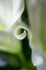 Lily lilly white oriental close up on black background