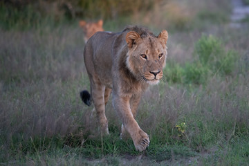 Beautiful Lion Caesar in the golden grass of Masai Mara, Kenya Panthera Leo.