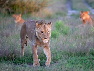 Beautiful Lion Caesar in the golden grass of Masai Mara, Kenya Panthera Leo.