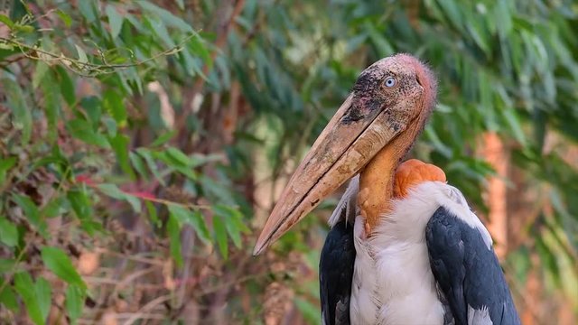 A big bird in the Stork family common in Southern Asia and now Endangered due to habitat loss. Food source is carrion, offal, fish, an opportunistic bird in which it can eat anything available.