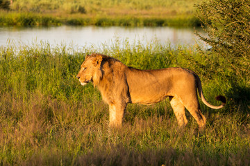 Beautiful Lion Caesar in the golden grass of Masai Mara, Kenya Panthera Leo.