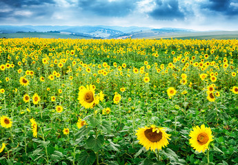 Fototapeta premium Beautiful bright yellow flower in a field of sunflowers