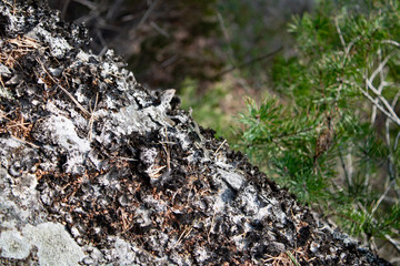 Un lézard sur son rocher