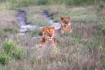 Beautiful Lion Caesar in the golden grass of Masai Mara, Kenya Panthera Leo.