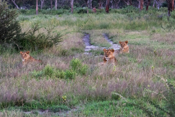 Beautiful Lion Caesar in the golden grass of Masai Mara, Kenya Panthera Leo.