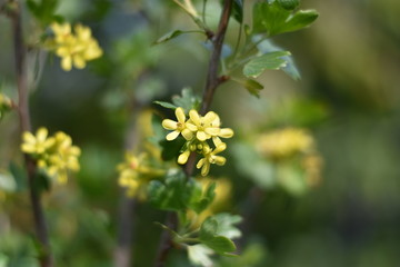 Stachelbeere mit gelben Blüten