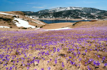 large crocus flower meadow in spring mountains