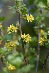 Stachelbeere mit gelben Blüten
