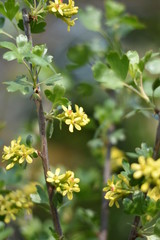 Stachelbeere mit gelben Blüten